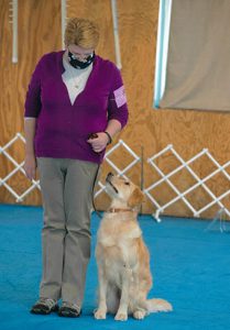 Diane Blackman Southstar Golden Retrievers Dog Breeder